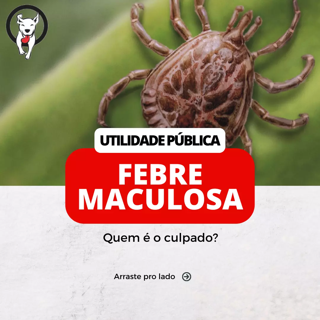 O que é Febre Maculosa? Entenda a Febre Maculosa